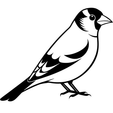 recommend clip art: Goldfinch isolated on white, goldfinch vector illustration, bird vector art, goldfinch silhouette, animal vector icon, goldfinch line art, eps