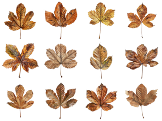 Twelve Brown and Yellow Horse Chestnut Leaves
