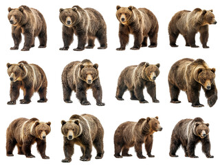 Fototapeta premium A Collection of Twelve Grizzly Bears Standing Against