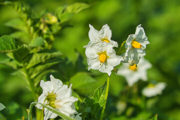 Ziemniak kwitnąca roślina uprawna białe kwiaty © KoLesfot