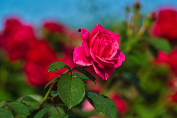 Róże piękne kwiaty w ogrodzie na rozmytym tle © KoLesfot