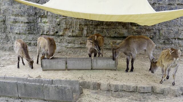 和歌山アドベンチャーワールドにいるヒマラヤタール