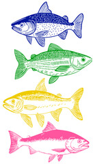 Salmon Fish on transparent background. isolated vector illustration.