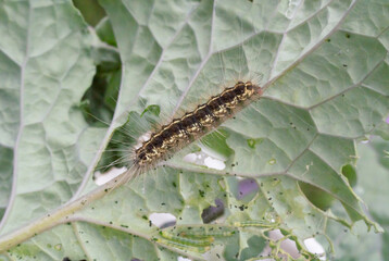 A black caterpillar with white stripes and long hairs around its body is crawling on a vegetable leaf stalk in a gardener's garden.