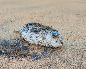 Dead puffer fish (Tetraodontidae) on the sand © Eko