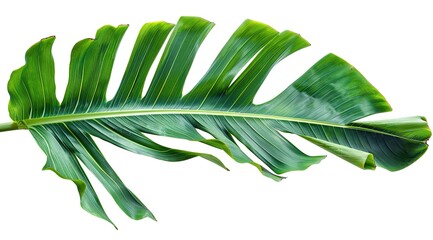 Obraz premium green leaf isolated on white
