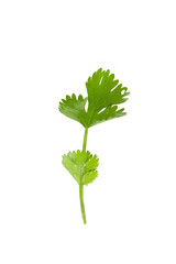 fresh coriander leaves isolated on a white background