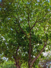 Green trees during the day
