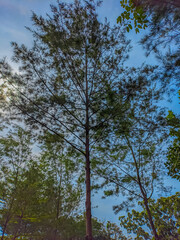 Pine trees against a blue sky background during a summer day