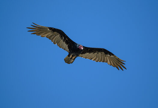 Turkey vulture, Cathartes aura, Flying in San Felipe, Baja California, Mexico