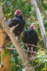 Turkey Vulture Pair Perched on Tree in San Felipe, Baja California, Mexico