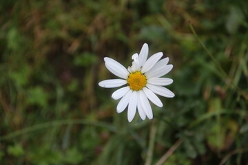 white chamomile flowers in pakistan