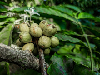 Photo of the young fruit of Coffea canephora (Robusta Coffee) Java Indonesia at noon in summer
