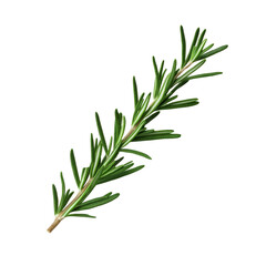 Fresh rosemary herb sprig isolated on black background.