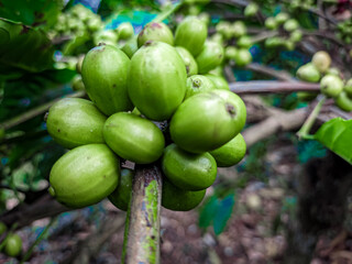 Young coffee robusta (Coffea canephora) berries are not ready to be harvested during the day