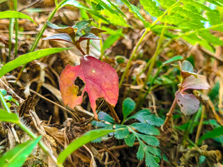 Wild grass during the day in summer