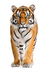 Majestic tiger prowling confidently against a clean white backdrop