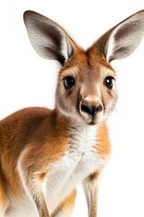 Fototapeta premium A curious kangaroo stands against a white background, showcasing its playful nature