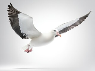 Obraz premium Majestic seabird in flight over a serene background at sunset