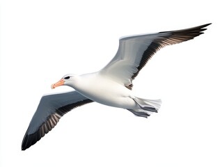 Obraz premium Majestic albatross soaring gracefully against a bright white backdrop during daylight