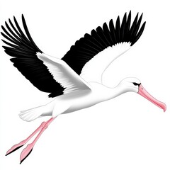 Elegant stork in flight with striking black and white plumage against a white background