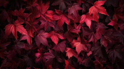 A rich backdrop of vibrant red leaves, showcasing the beauty of nature in autumn. Perfect for seasonal decoration and inspiration.