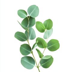 Obraz premium Close up of Green eucalyptus leaves on an isolated white background