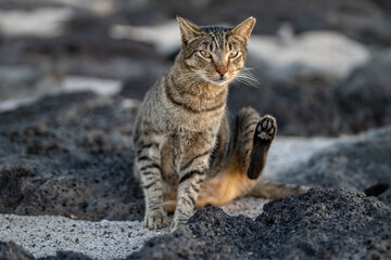 Stray cats at Magic Island Lagoon, Honolulu, Oahu, Hawaii