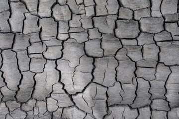 Charcoal, burnt tree trunks, Kahaluu, Honolulu, Oahu, Hawaii