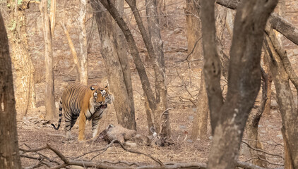 Male tiger with a sambar deer kill in the forest of Ranthambore tiger reserve.