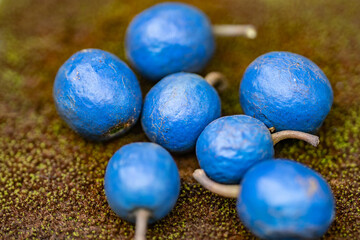 Elaeocarpus is a genus of nearly five hundred species of flowering plants in the family Elaeocarpaceae. Hoʻomaluhia Botanical Garden, Oahu Hawaii
