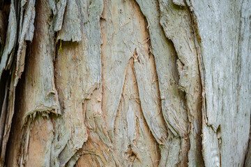 Hoʻomaluhia Botanical Garden, Honolulu, Oahu Hawaii. Melaleuca leucadendra, weeping paperbark,...