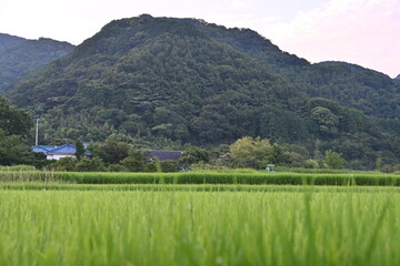 静岡県伊豆市の田と山々の風景