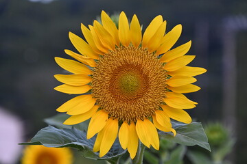 大きなヒマワリの花