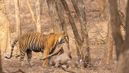 Male tiger with a sambar deer kill in the forest of Ranthambore tiger reserve.