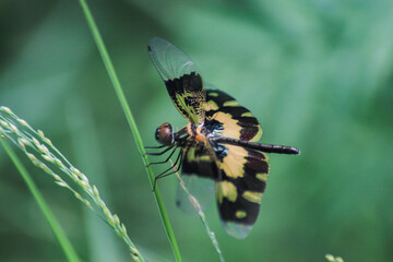 Green and yellow dragonfly on the grass, flying on the branch
