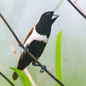 Tricoloured munia
Cannon 200d mark2
Burdwan, West bengal, India. 
15/08/2024.

#sahebwildlife #sahebphotography #birdphotography #wildanimals #wildlife #wildlifephotography 
@followers @highlight 