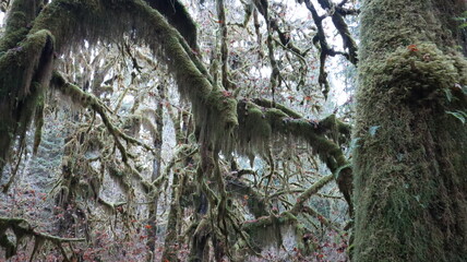 Scenery of the Hoh rain forest at Olympic national park.