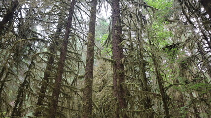 Scenery of the Hoh rain forest at Olympic national park.