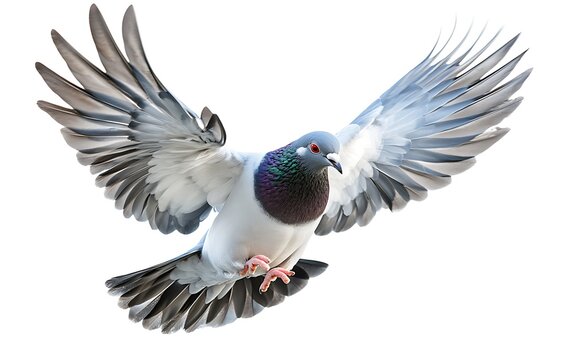 recommend clip art: A grey dove with spread wings in mid-flight, isolated on a white background.