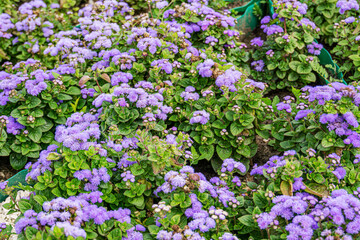 Obraz premium Blooming Floss flowers (Ageratum houstonianum) in blue fluff haired corymbs shapes. Purple flowers in the summer garden.