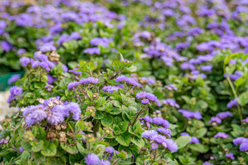 Blooming Floss flowers (Ageratum houstonianum) in blue fluff haired corymbs shapes. Purple flowers in the summer garden.