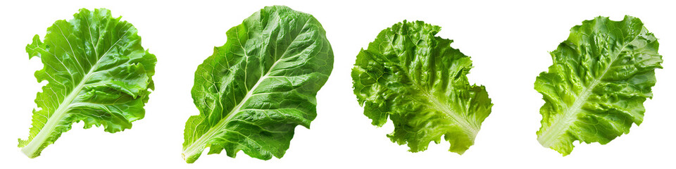 Close-up snapshot of a fresh green lettuce leaf, isolated on a white background for clipping