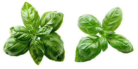 Close-up snapshot of a fresh green basil stigma, isolated on a white background for clipping