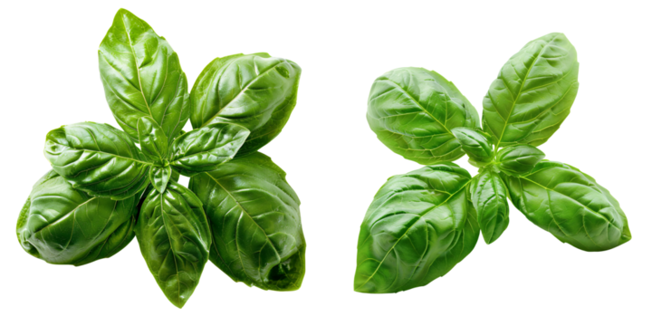 Close-up snapshot of a fresh green basil stigma, isolated on a white background for clipping