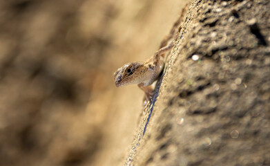 Western Fence Lizard sunning on a rock