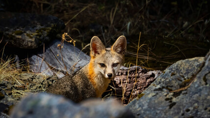 A Grey Fox walking among the rocks in a California County Park