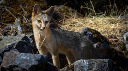 A Grey Fox walking among the rocks in a California County Park