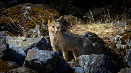 A Grey Fox walking among the rocks in a California County Park