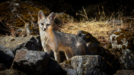 A Grey Fox walking among the rocks in a California County Park